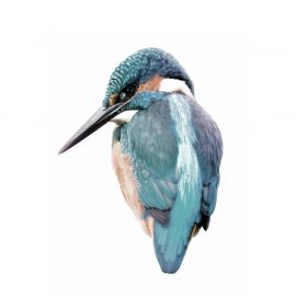 Muursticker - Kingfisher