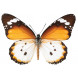 waanzinnig mooie muursticker 'Butterfly'